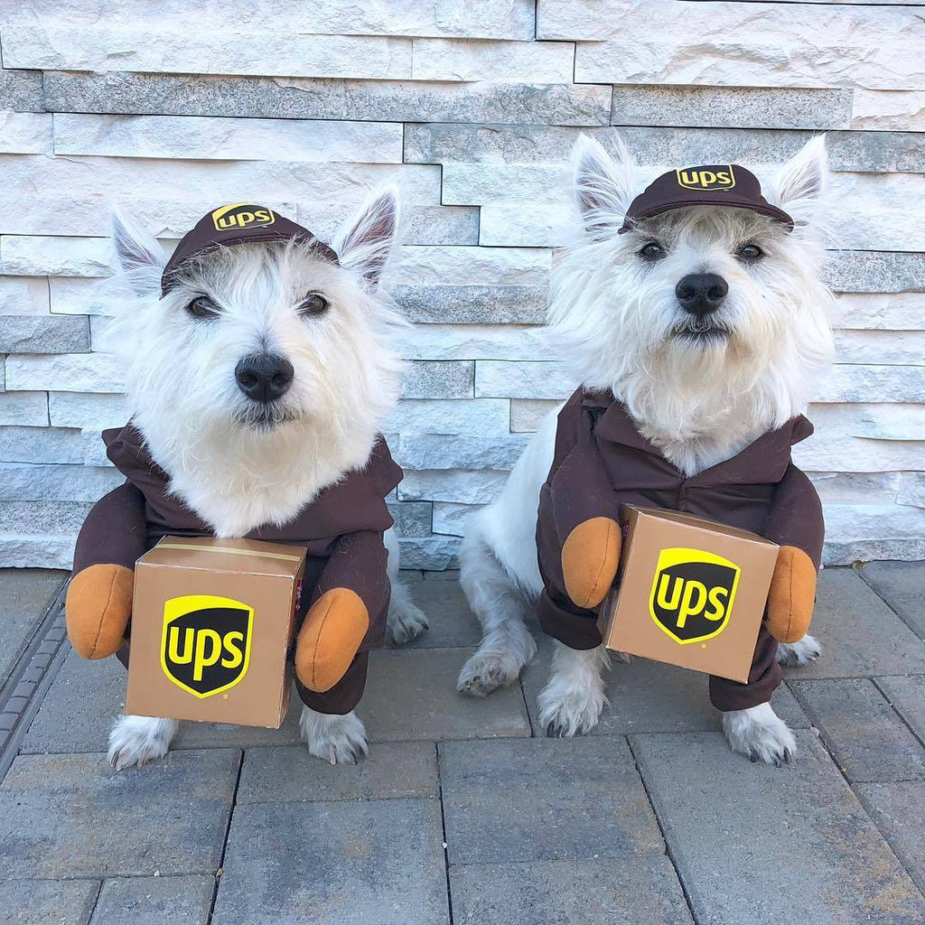 Delivery of pet dog and cat clothes
