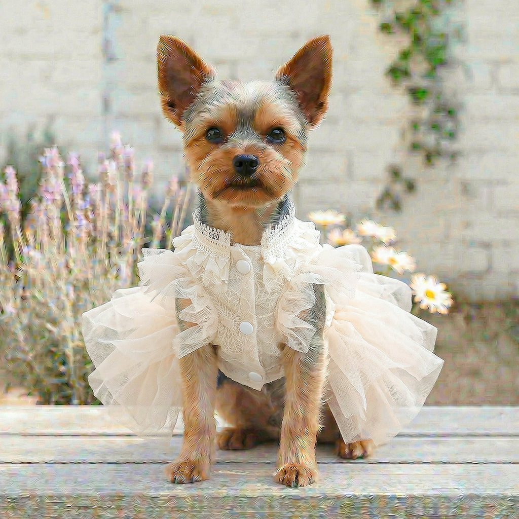 Pet Dog Cat Clothes Cute Small Dog Autumn Winter New Muse Wedding Dress Gown